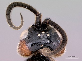 Khoikhoia_female_head_dorsal