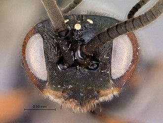 Khoikhoia_female_head_frontal