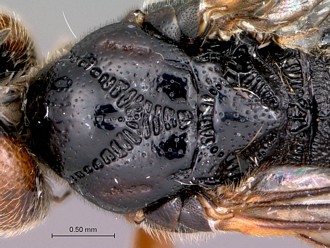 Khoikhoia_female_mesosoma_dorsal