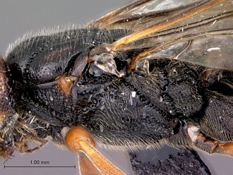 Khoikhoia_female_mesosoma_lateral