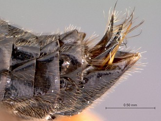 Khoikhoia_female_ovipositor