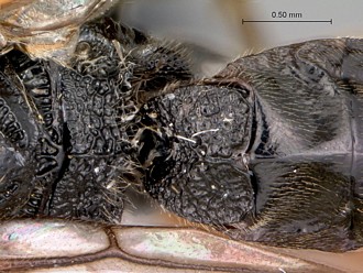 Khoikhoia_female_propodeum_fiirst_metasomal_segment