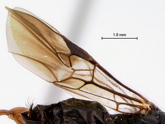 Khoikhoia_female_wing