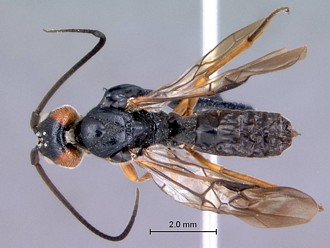 Khoikhoia_male_habitus_dorsal