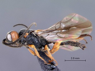Khoikhoia_male_habitus_lateral