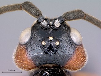 Khoikhoia_male_head_dorsal