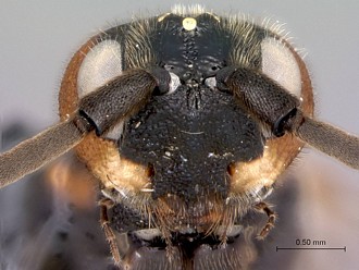 Khoikhoia_male_head_frontal