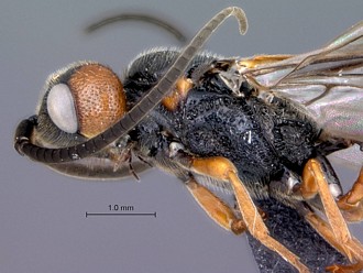 Khoikhoia_male_head_mesosoma_lateral