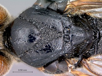 Khoikhoia_male_mesosoma_dorsal