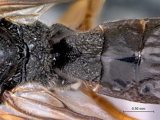Khoikhoia_male_propodeum_fiirst_metasomal_segment