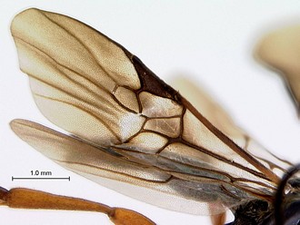 Khoikhoia_male_wing