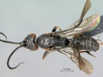 Khoikhoia_sp2_male_P024985_habitus_dorsal