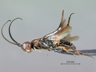 Khoikhoia_sp2_male_P024985_habitus_lateral