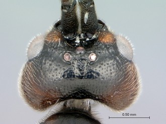 Khoikhoia_sp2_male_P024985_head_dorsal