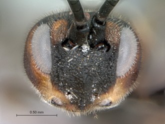 Khoikhoia_sp2_male_P024985_head_frontal