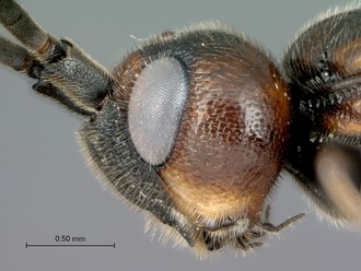 Khoikhoia_sp2_male_P024985_head_lateral