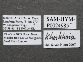 Khoikhoia_sp2_male_P024985_labels