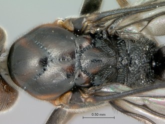 Khoikhoia_sp2_male_P024985_mesosoma_dorsal