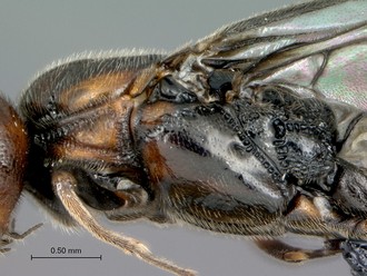 Khoikhoia_sp2_male_P024985_mesosoma_lateral