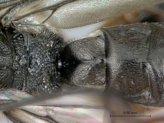 Khoikhoia_sp2_male_P024985_propodeum_fiirst_metasomal_segment