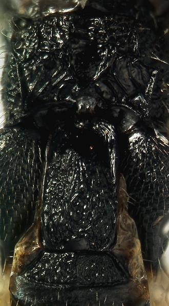 Apanteles fontinalis_T1_propodeum