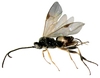 Apanteles fontinalis_habitus_female