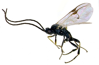 Apanteles fontinalis_habitus_male