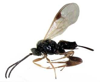 Apanteles galleriae habitus