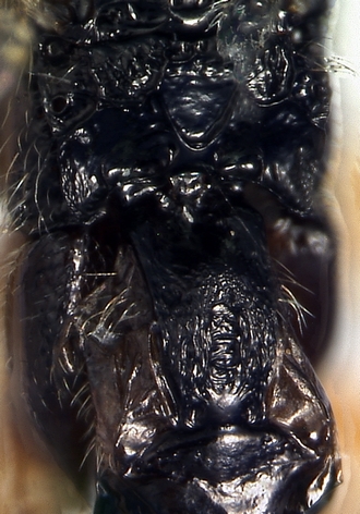Apanteles minatchy_T1_propodeum