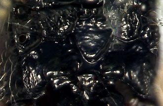 Apanteles minatchy_T1propodeum