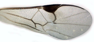Apanteles minatchy forewing