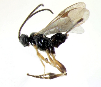 Apanteles minatchy habitus detoure