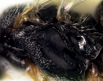 Apanteles minatchy_mesopleuron