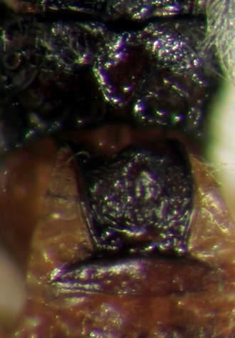 Apanteles romei T1propodeum