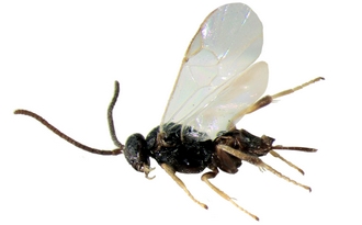 Apanteles romei_habitus