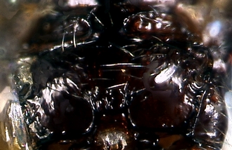 Apanteles_bordagei_T1propodeum