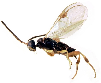 Apanteles_bordagei_habitus_detoure