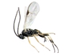 Apanteles_nigrofemoratus_habitus