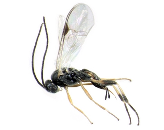 Apanteles_nigrofemoratus_habitus