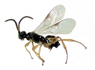 Cotesia sesamiae_habitus