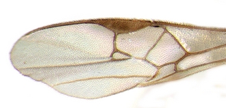 Dodogaster_forewing