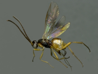 Dodogaster_habitus