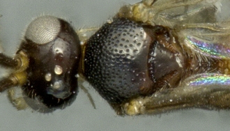 images/Dodogaster_mesosoma_330.jpg