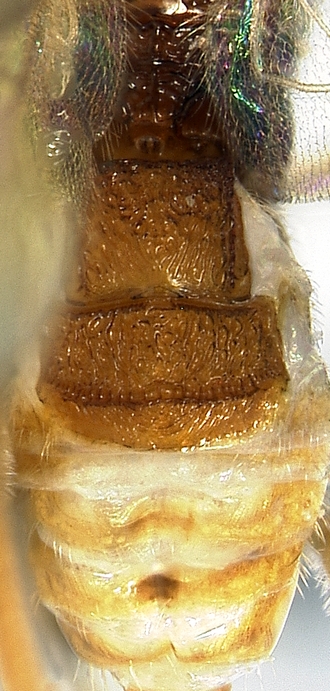 Dodogaster_metasoma