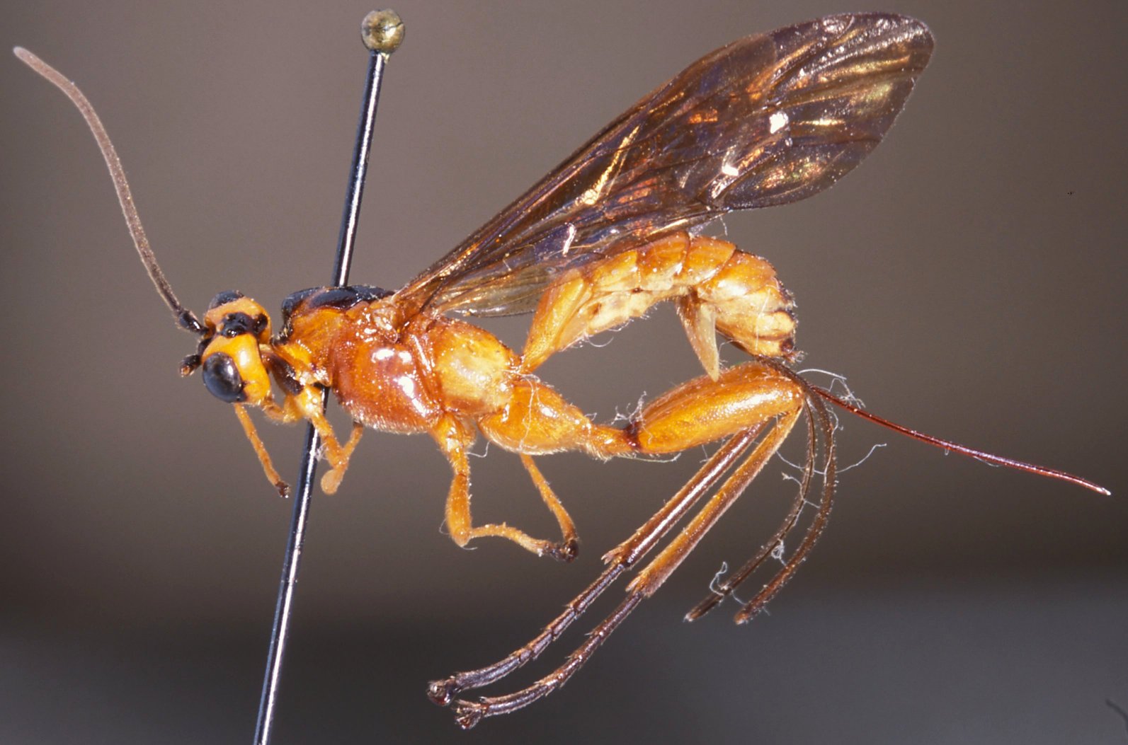 Dimorphonyx_chauvini_HOLOTYPE