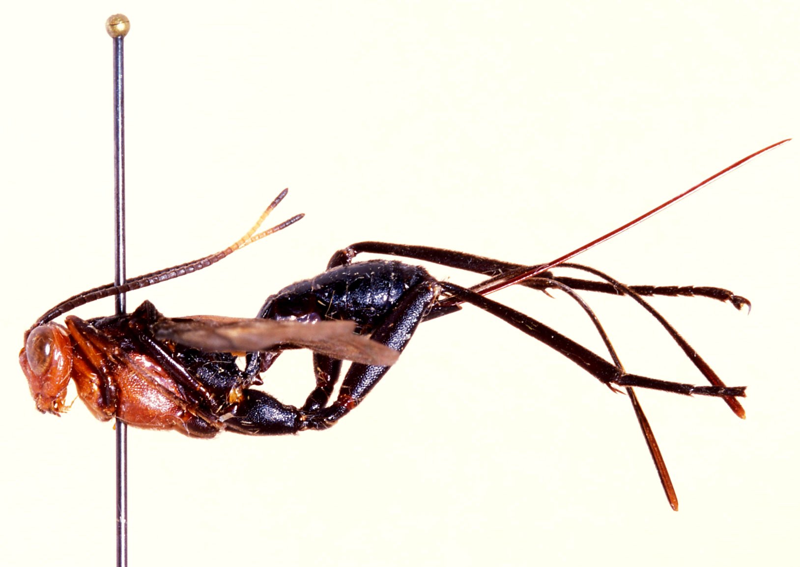 Hieroceryx_pseudoglomiger_HOLOTYPE