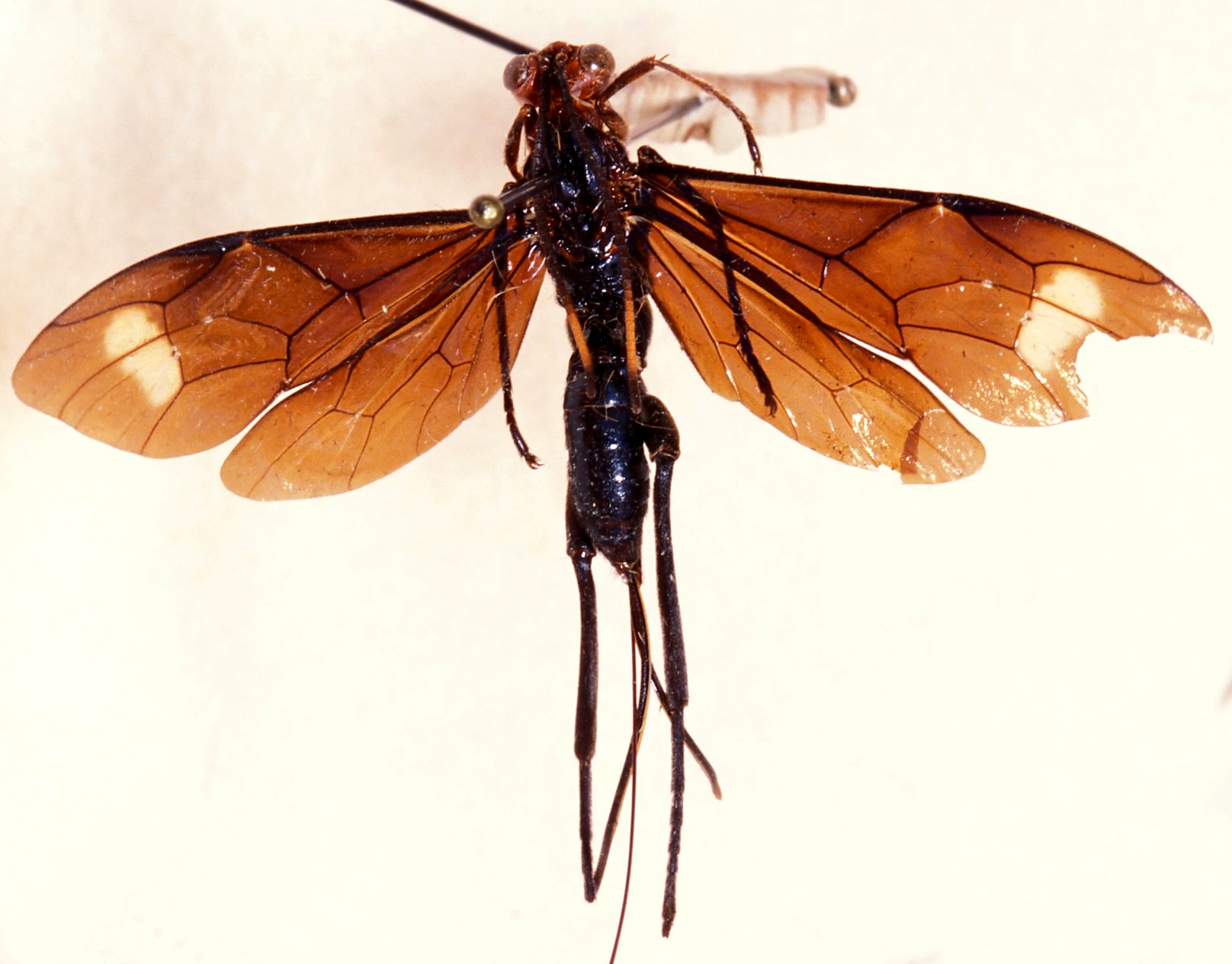 Hieroceryx_pseudoglomiger_HOLOTYPE