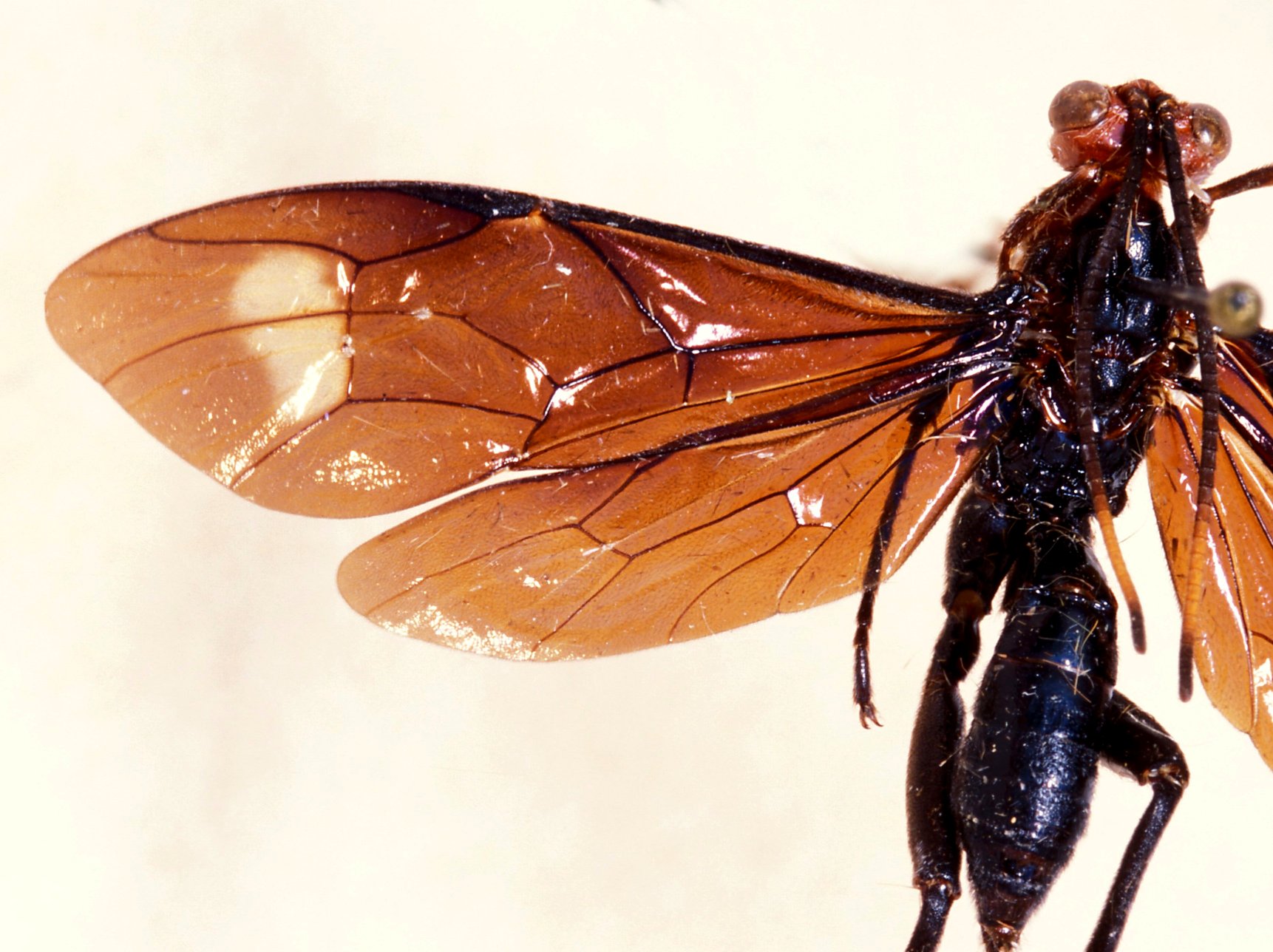 Hieroceryx_pseudoglomiger_HOLOTYPE
