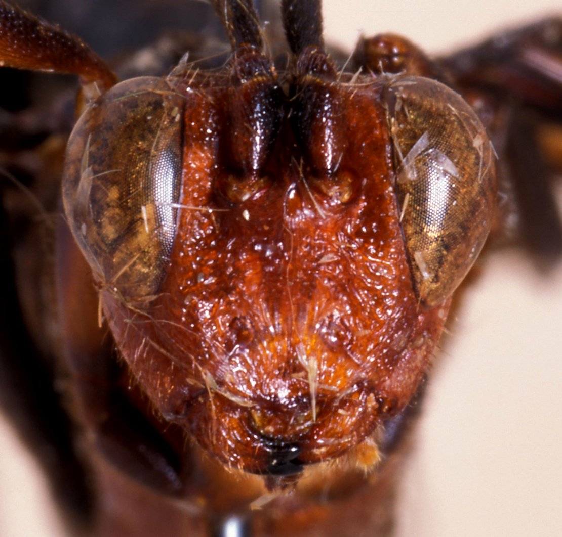 Hieroceryx_pseudoglomiger_2HOLOTYPE
