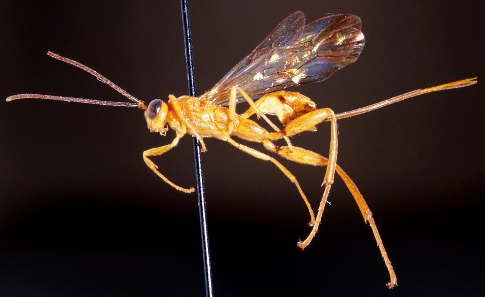 Notaulites_filicornis_HOLOTYPE